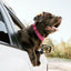 Biothane E-Collar Replacement Strap Dog Collars Dogline