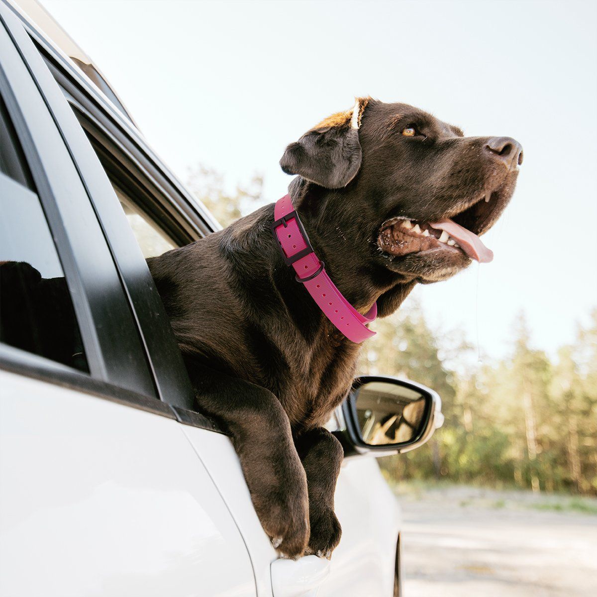 Biothane E-Collar Replacement Strap Dog Collars Dogline