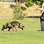 Viper Biothane Long Line 10 ft Lead with Brass Hardware Dog Leashes Dogline