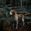 Biothane Translucent Reflective Dog Collar Dog Collars Dogline