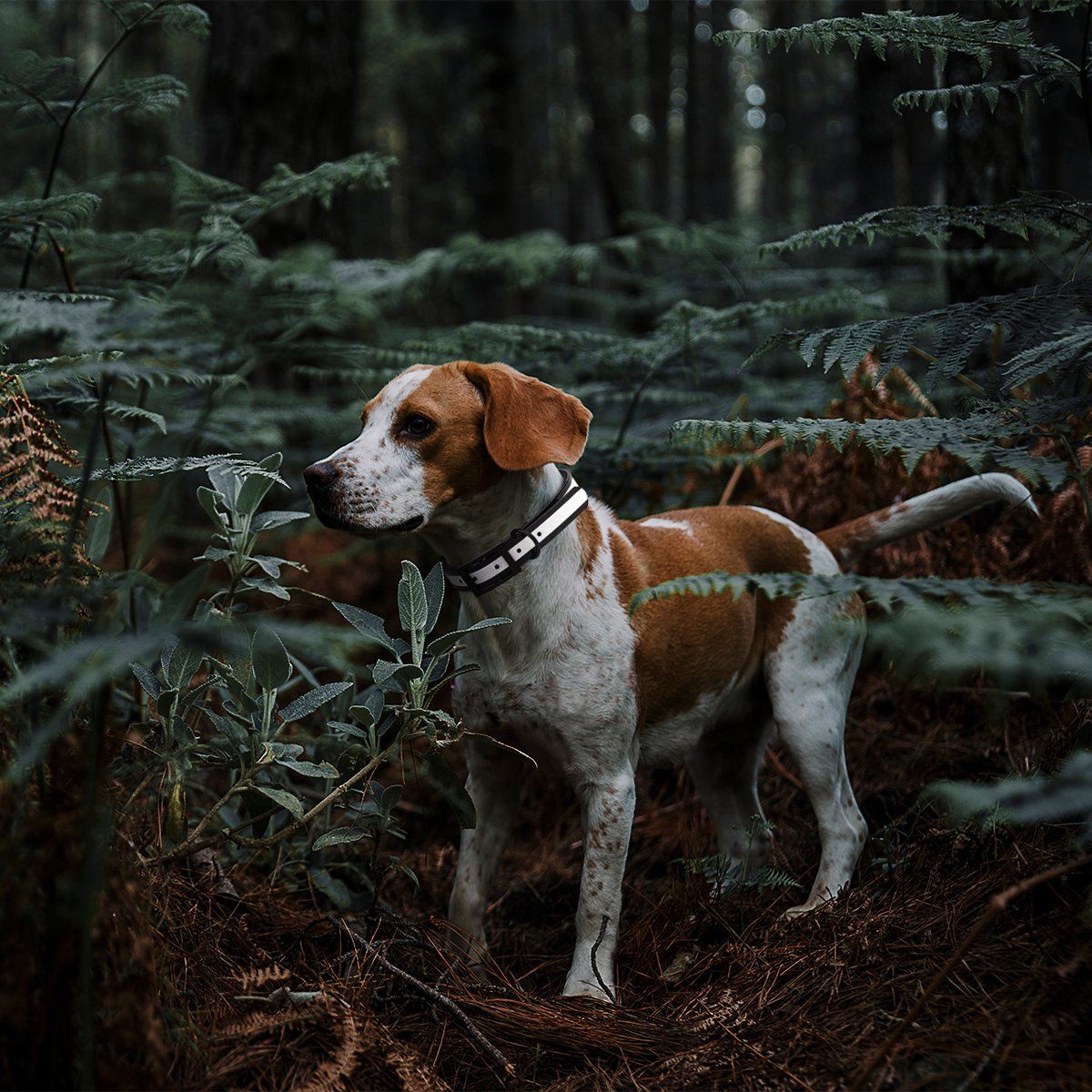 Biothane Translucent Reflective Dog Collar Dog Collars Dogline