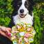 Mandala eTray Shallow Slow Feeder Dog Bowl for Enrichment | USA Made ETRAY SodaPup/True Dogs, LLC