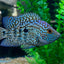 Carpintis Cichlid (Herichthys carpintis) AMERICAN CICHLID Danaqua Live Fish & More