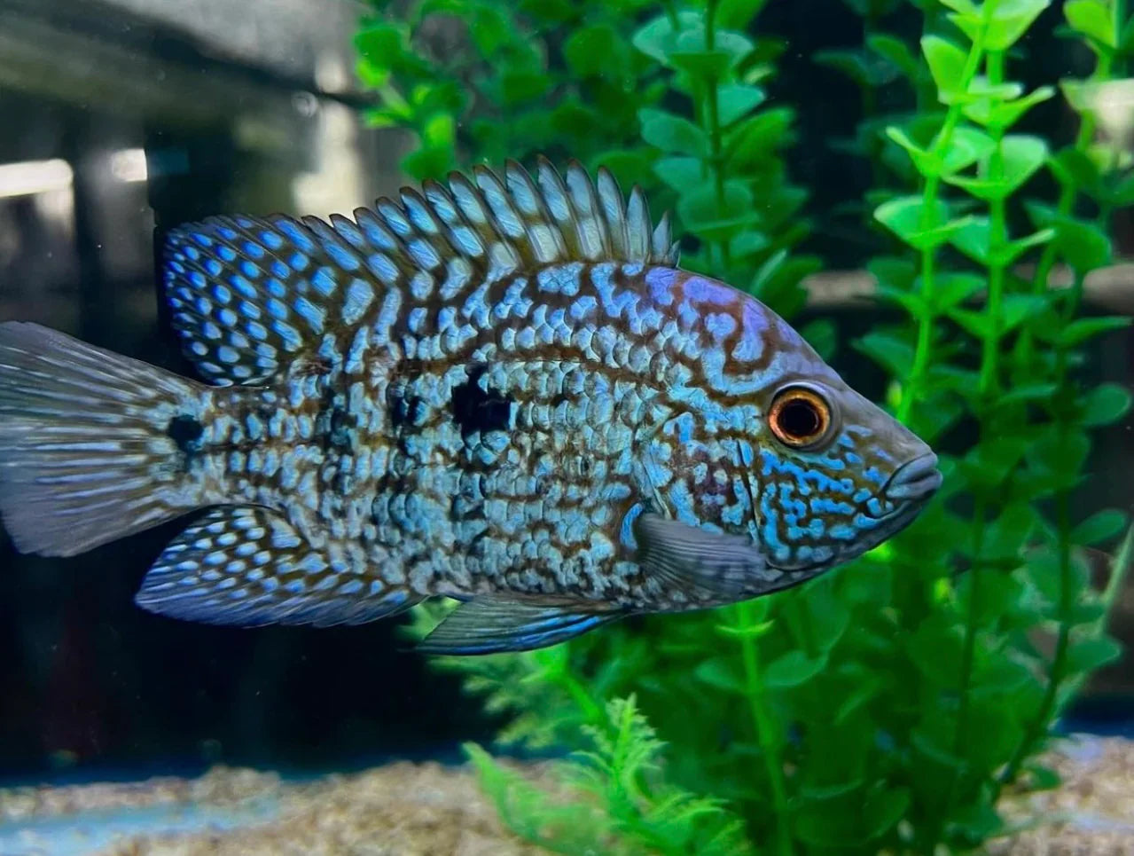 Carpintis Cichlid (Herichthys carpintis) AMERICAN CICHLID Danaqua Live Fish & More