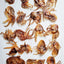 Baby Octopus (Wild Caught) Naked Beasts