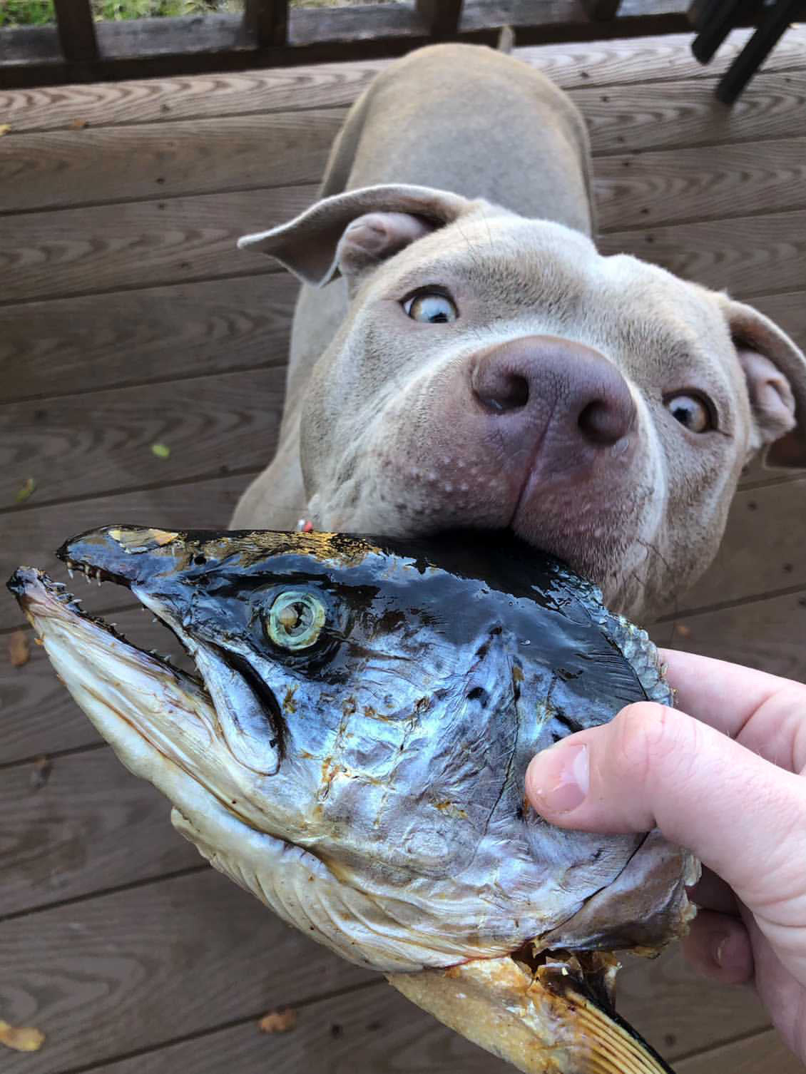 Salmon Head (2 Halves) Naked Beasts