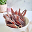 Beef Tongue - Thin Cut Naked Beasts
