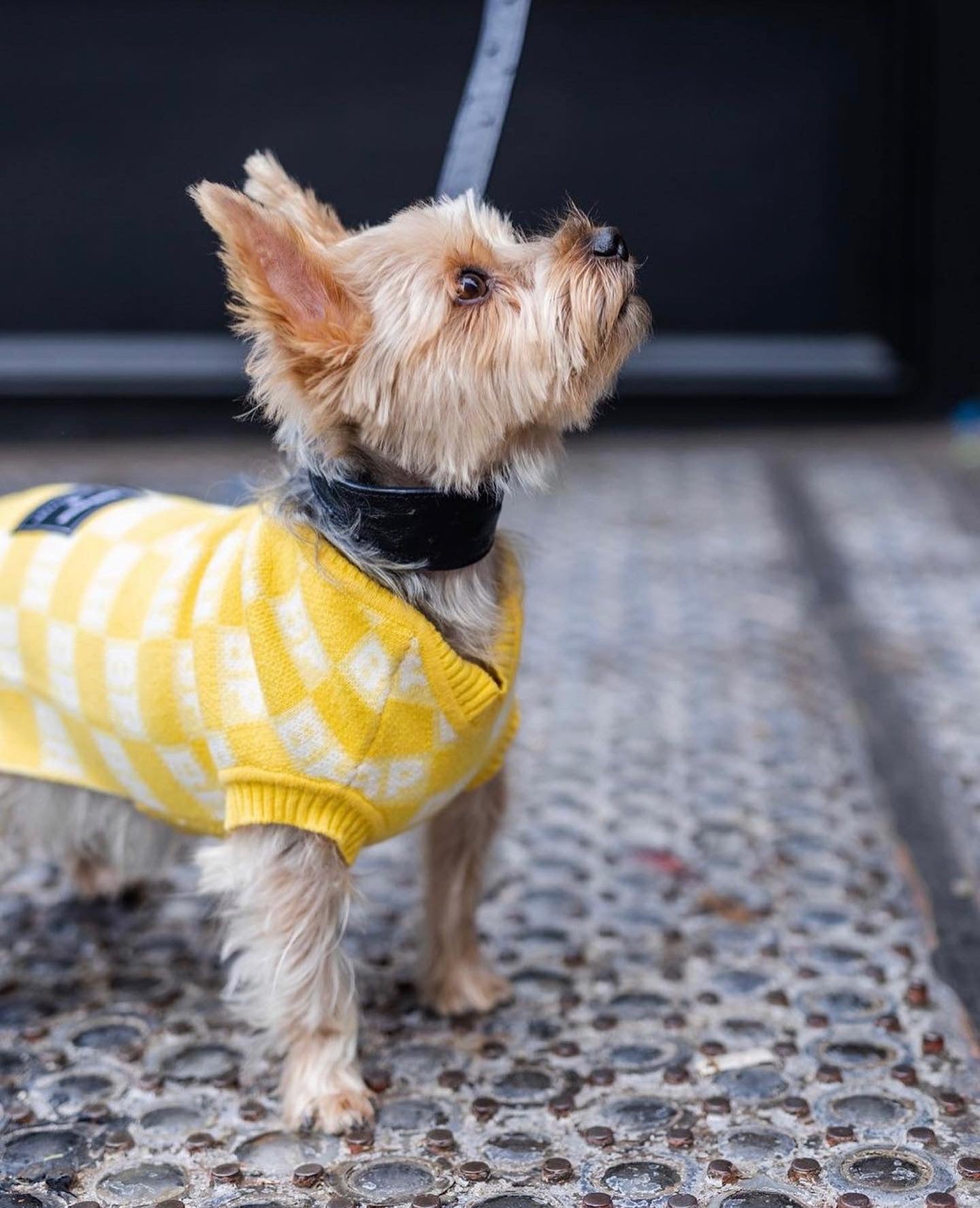 BP X BH Check Sweater vest Sweaters BESPOKE PAWS