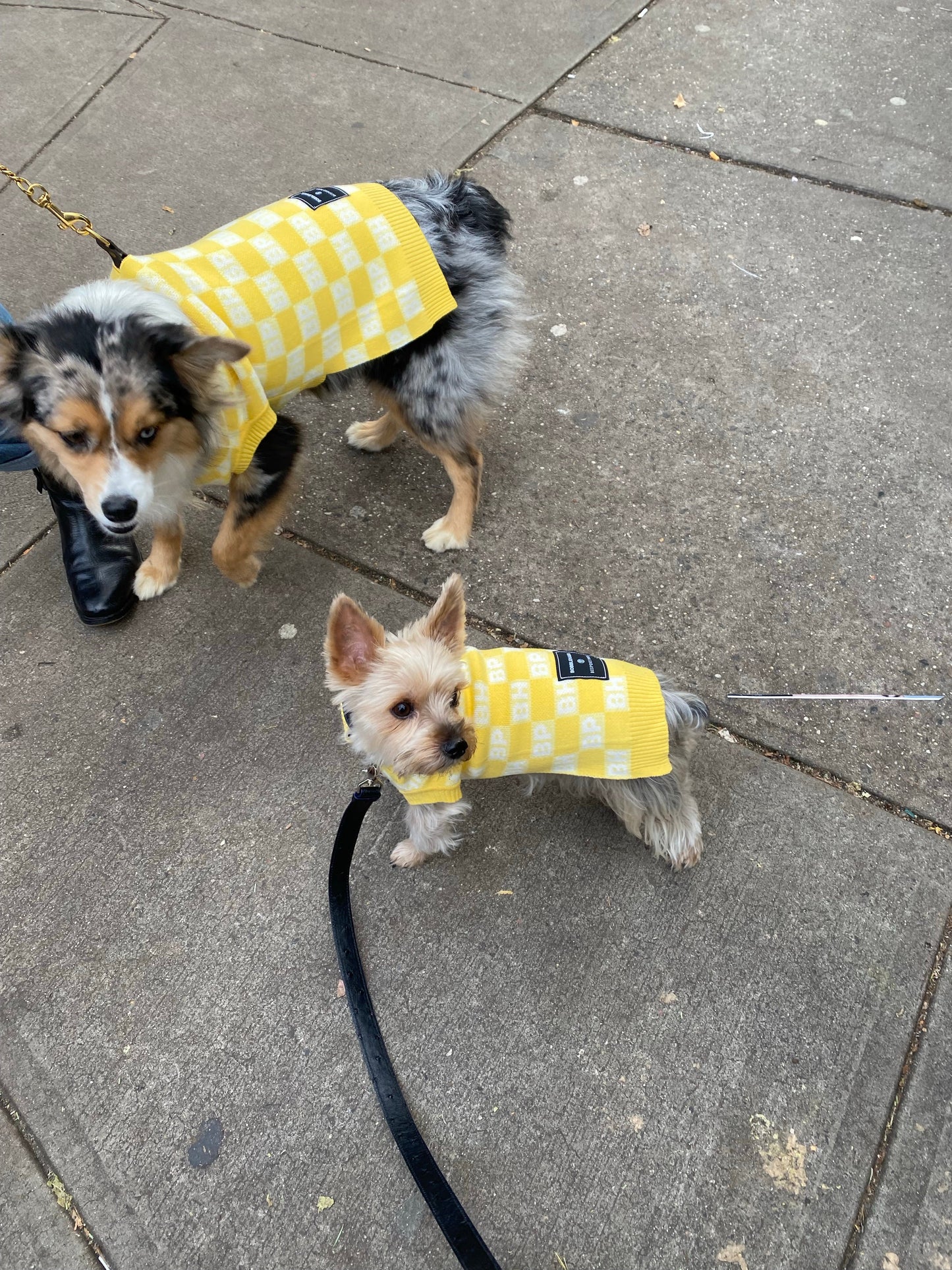 BP X BH Check Sweater vest Sweaters BESPOKE PAWS