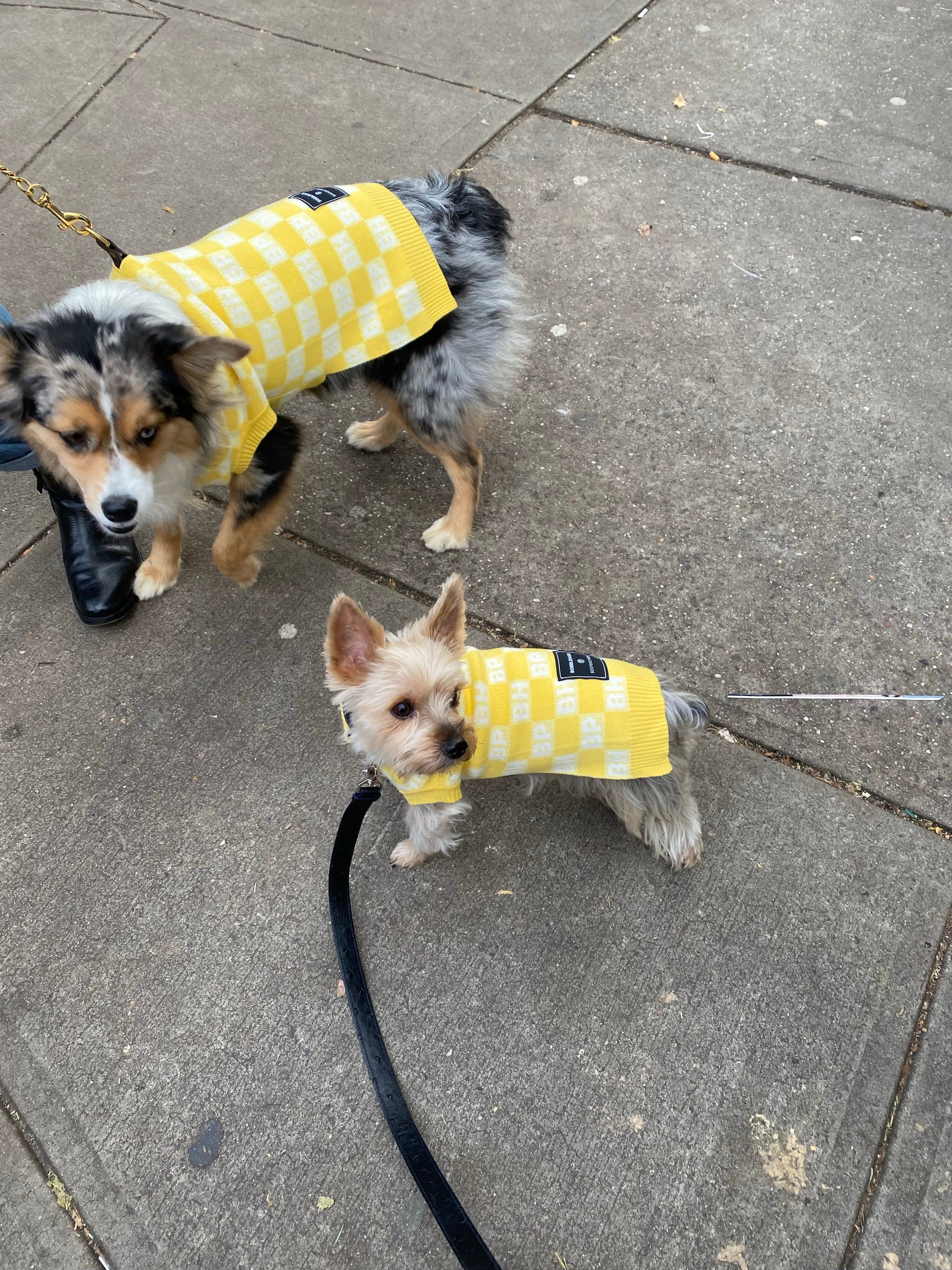 BP X BH Check Sweater vest Sweaters BESPOKE PAWS