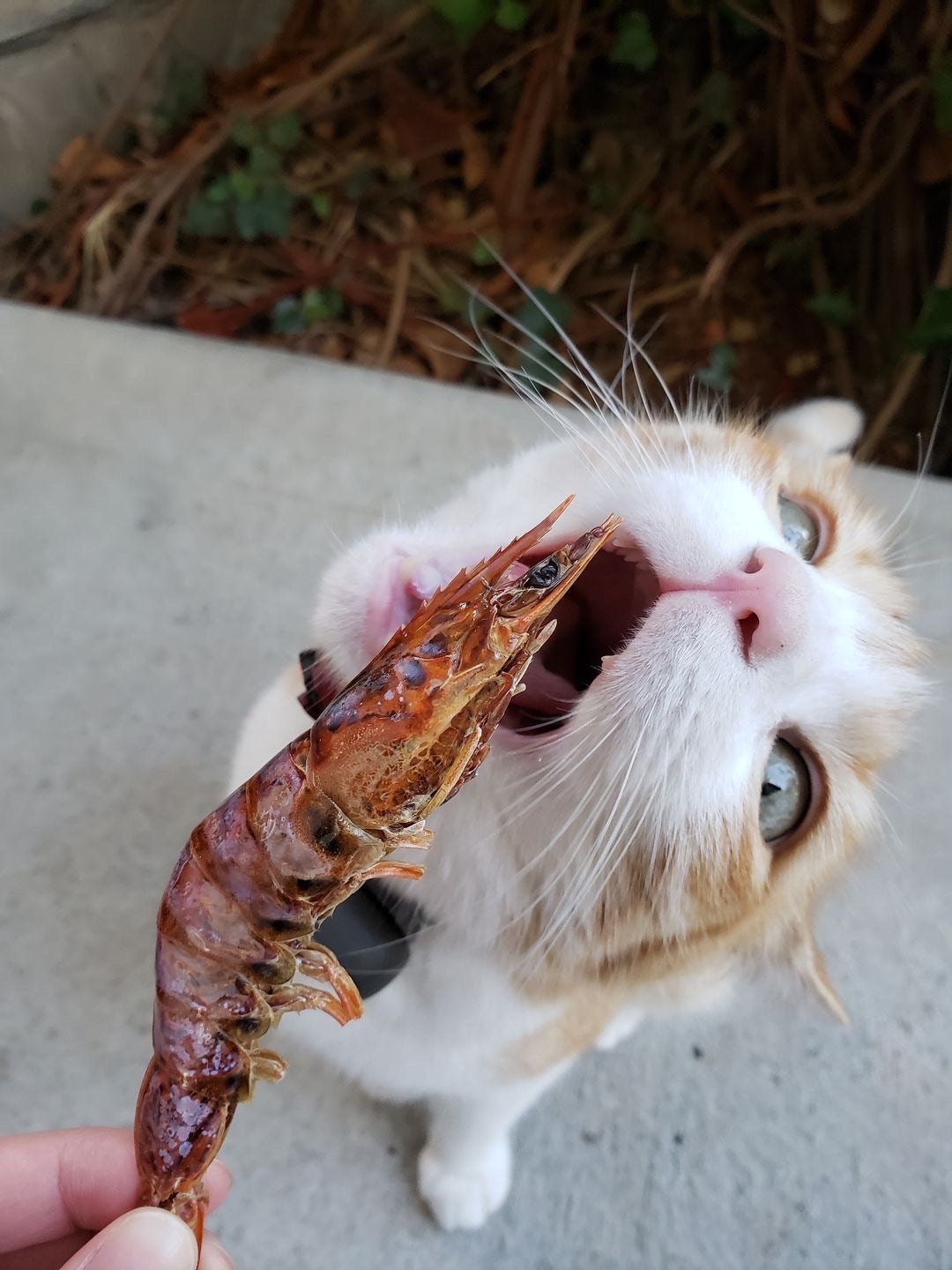 Shrimp Naked Beasts
