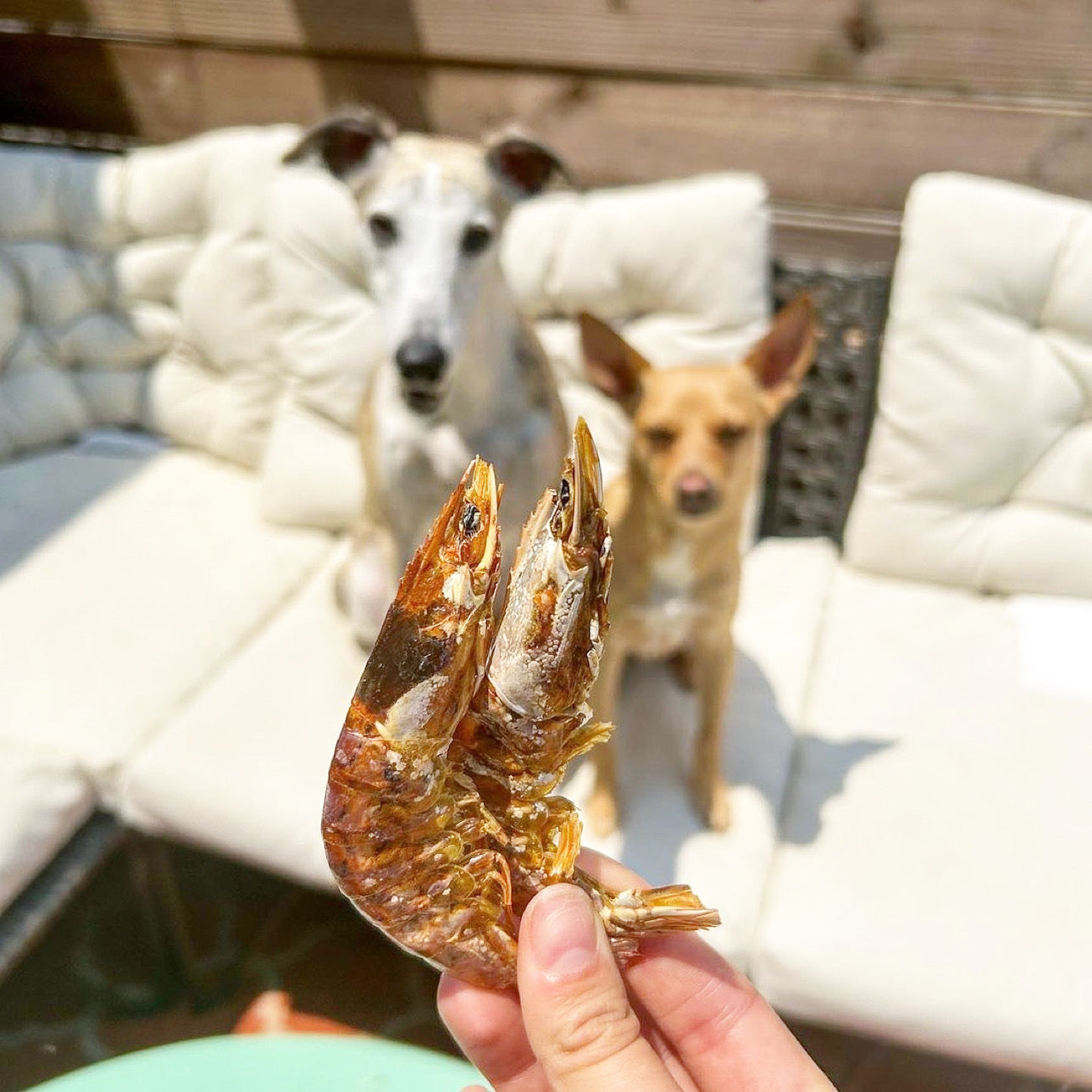 Shrimp Naked Beasts