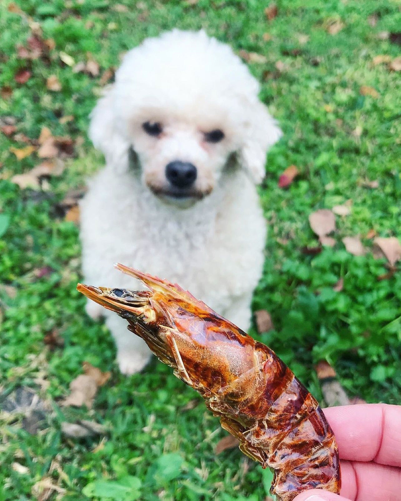Shrimp Naked Beasts