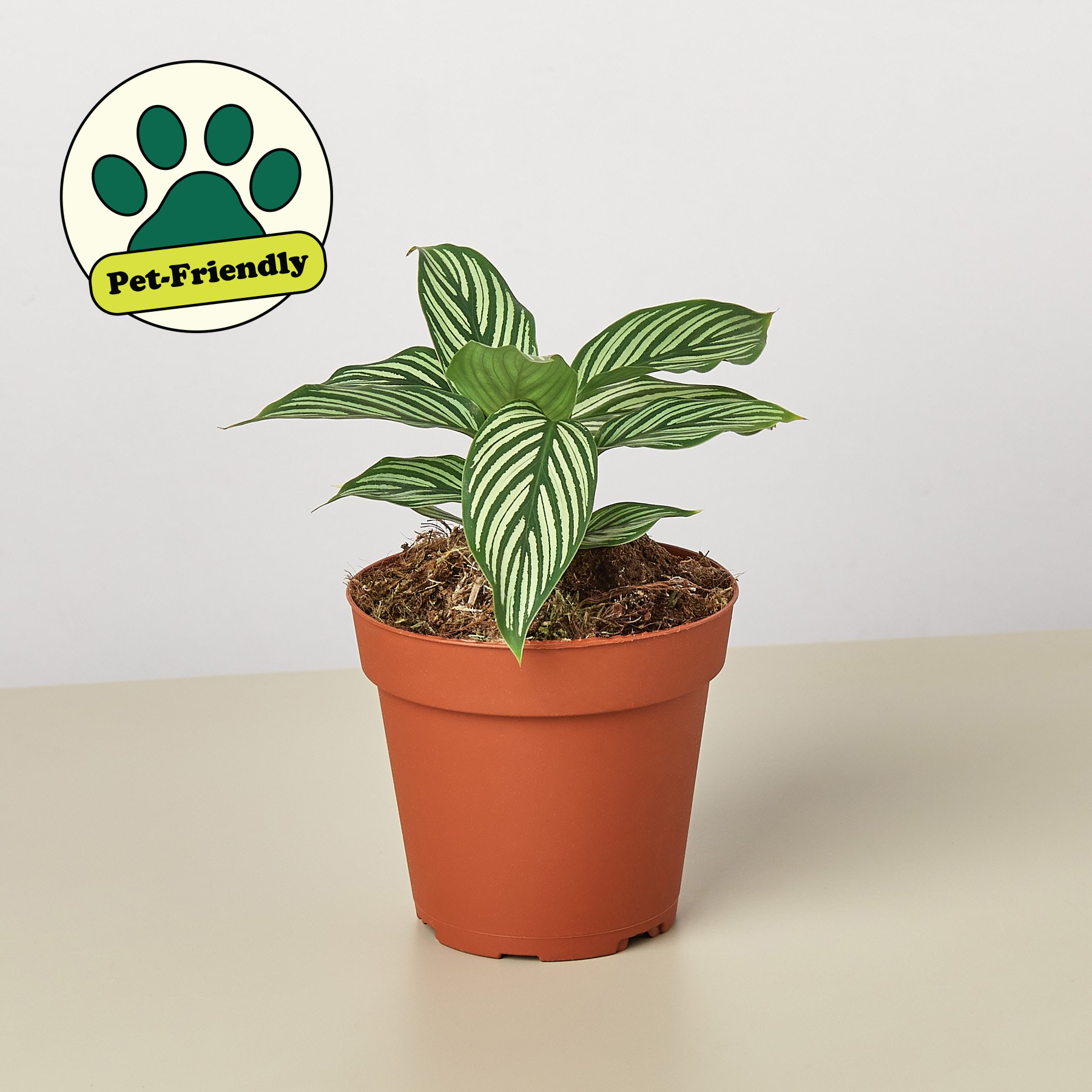 Calathea 'Vittata' 4" Pot Indoor Plants House Plant Shop