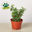Succulent 'Elephant Bush' 4" Pot Succulent House Plant Shop
