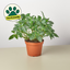 Pilea 'Aluminum' 6" Pot Indoor Plants House Plant Shop