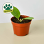 Hoya Obovata 4" Pot Indoor Plants House Plant Shop