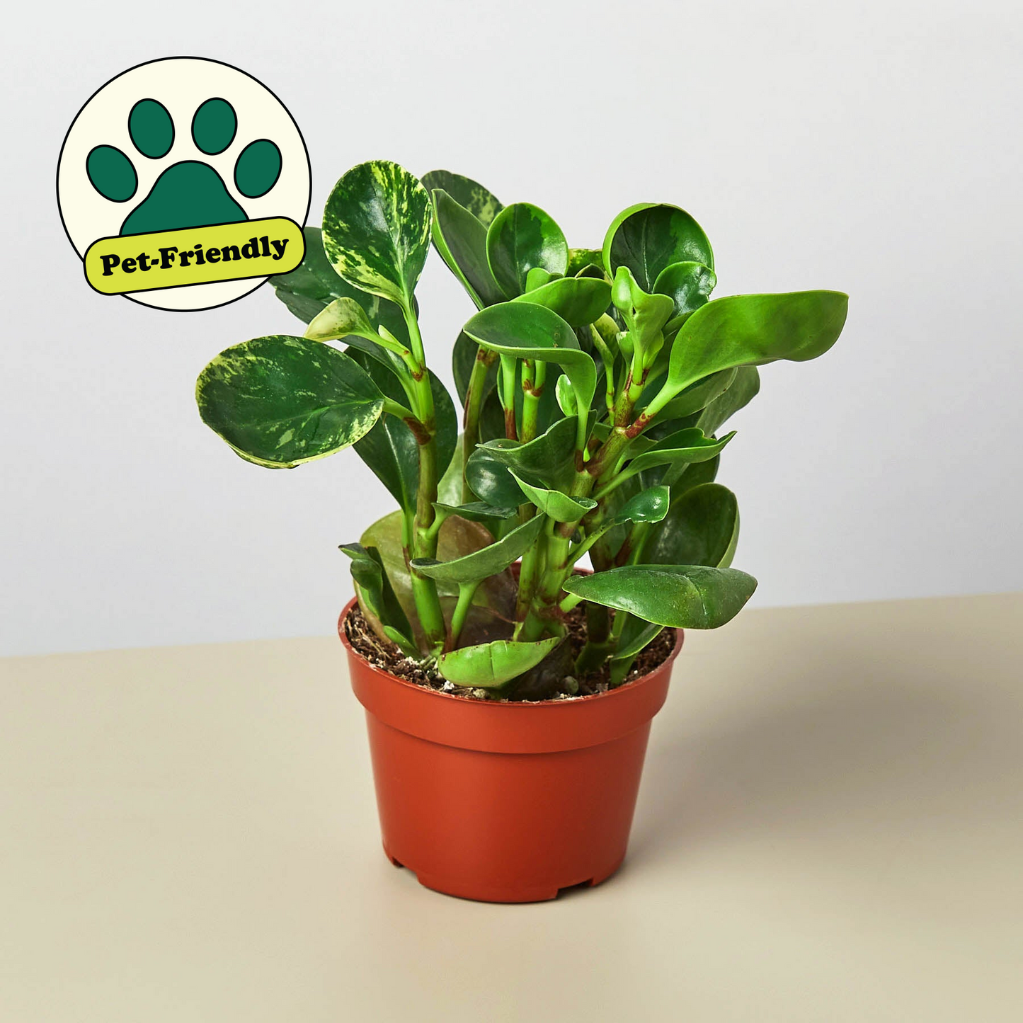 Peperomia 'Marble' 4" Pot Nursery Indoor Plants House Plant Shop