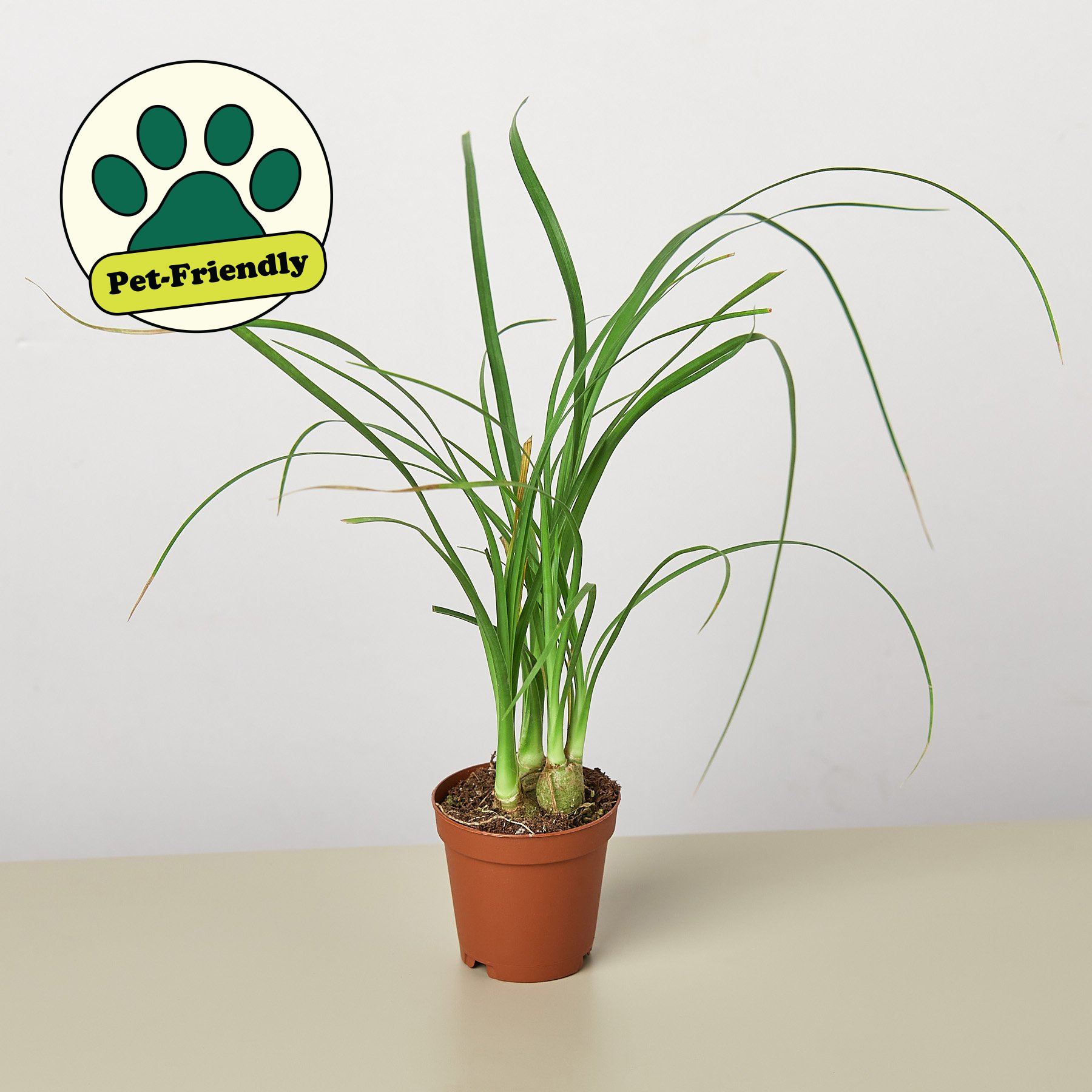 Palm Ponytail Indoor Plants House Plant Shop