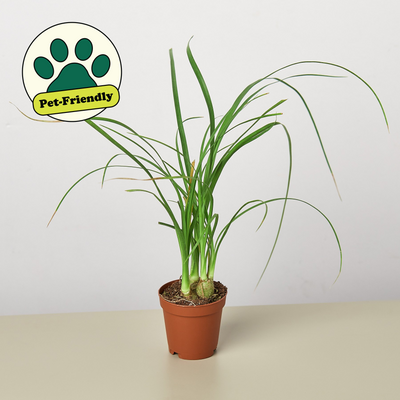Palm Ponytail Indoor Plants House Plant Shop