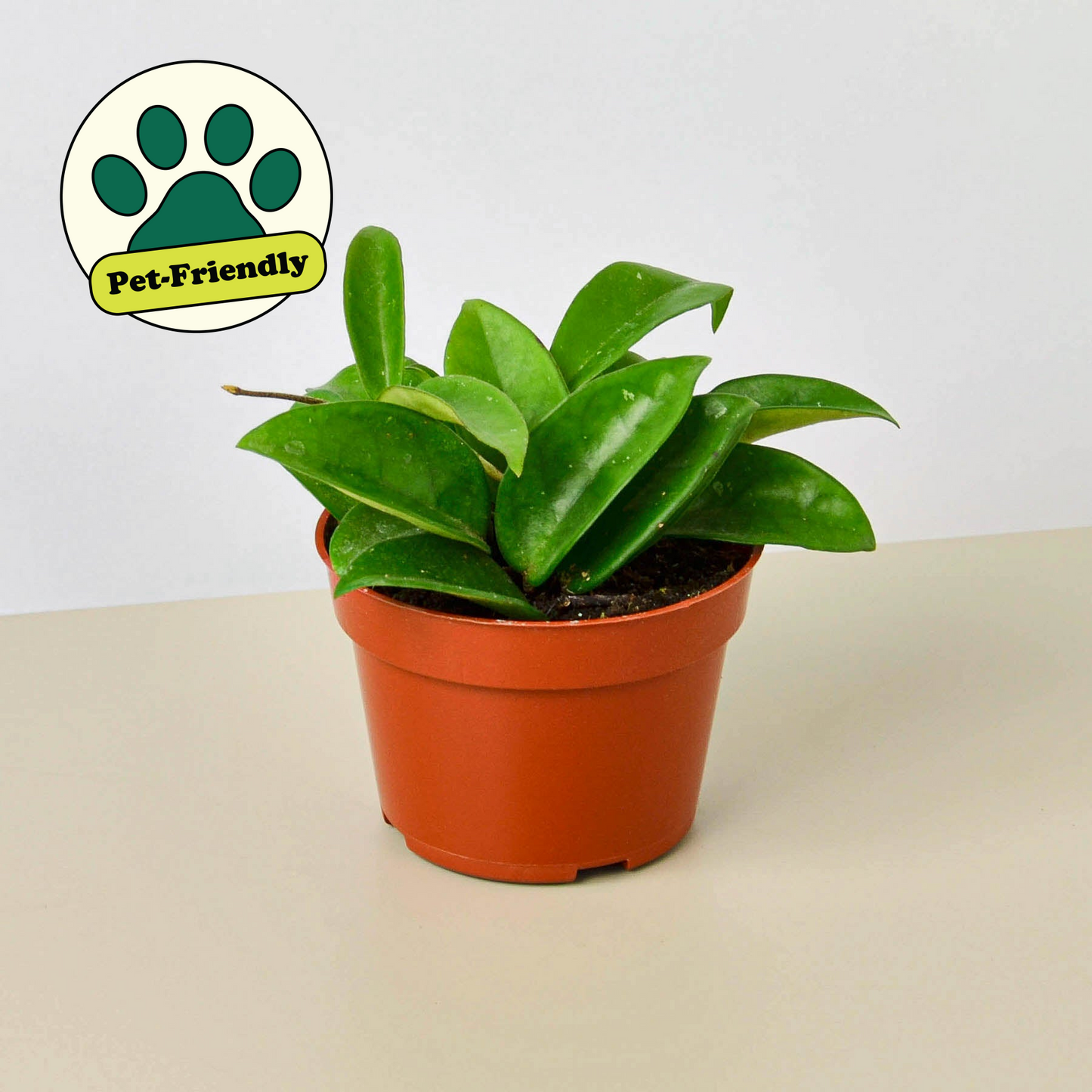 Hoya Carnosa 4" Pot Indoor Plants House Plant Shop