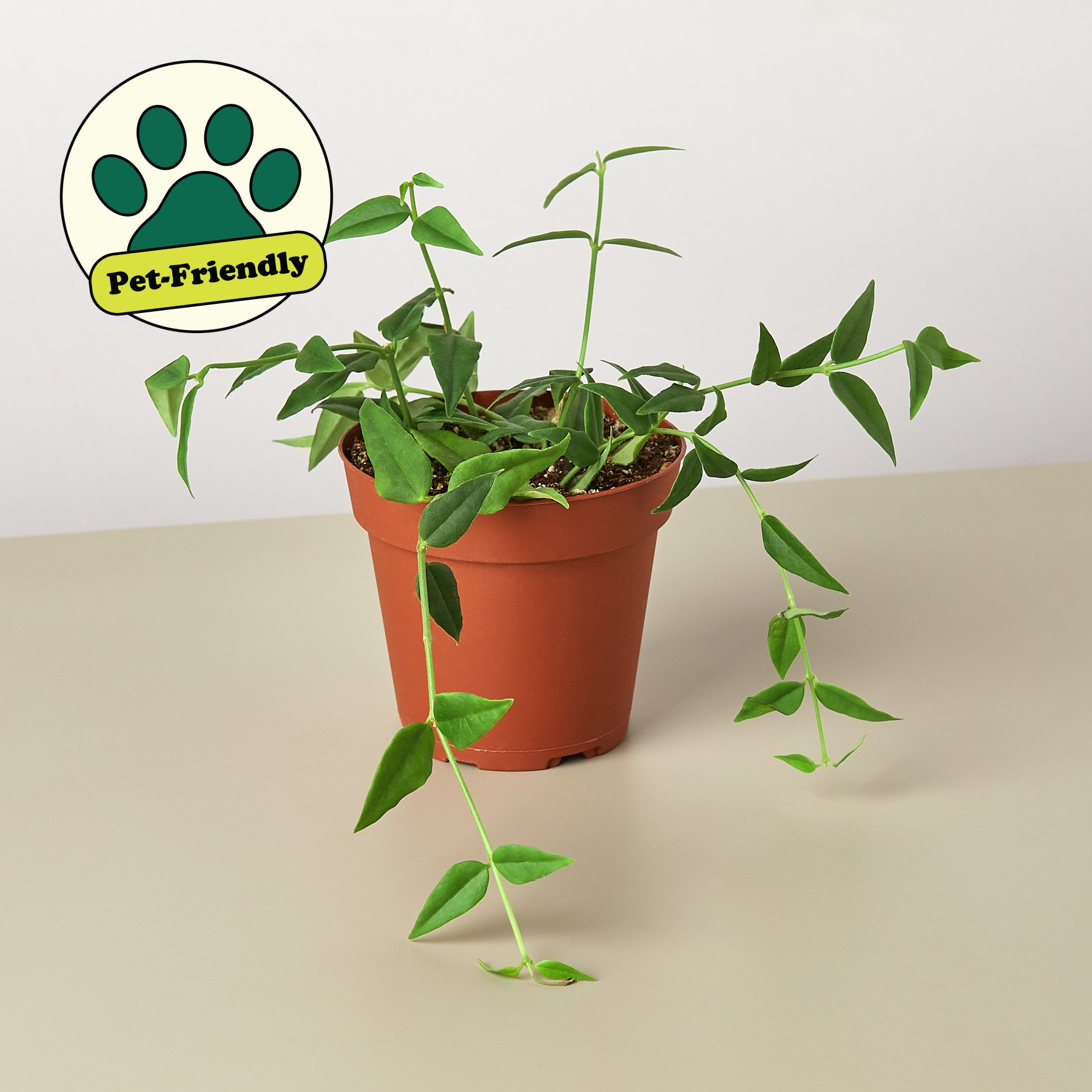 Hoya Bella 4" Pot Indoor Plants House Plant Shop