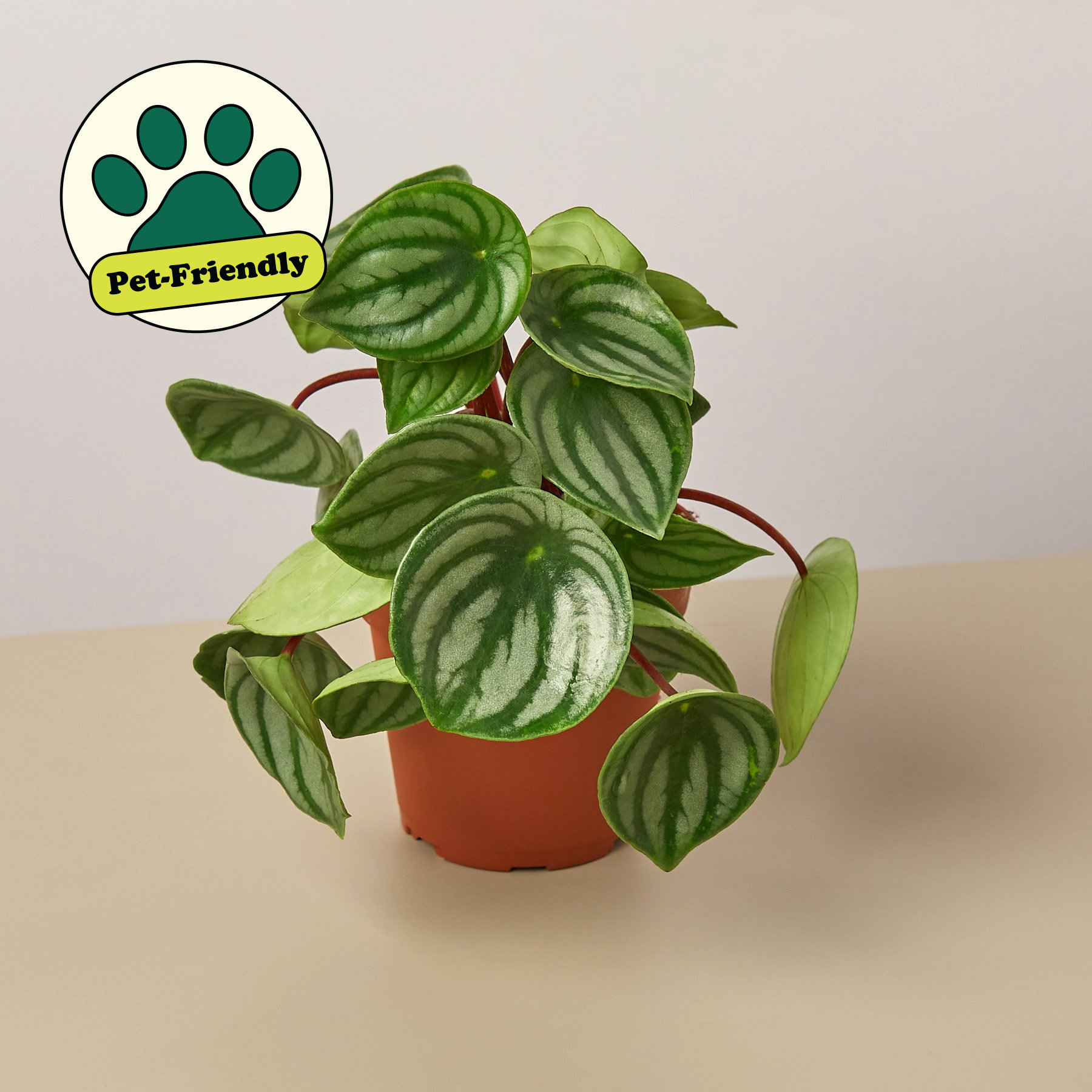 Peperomia 'Watermelon' 4" Pot Terra Cotta Eco Pot Indoor Plants House Plant Shop