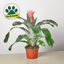 Bromeliad 'Silver Vase' 6" Pot Indoor Plants House Plant Shop
