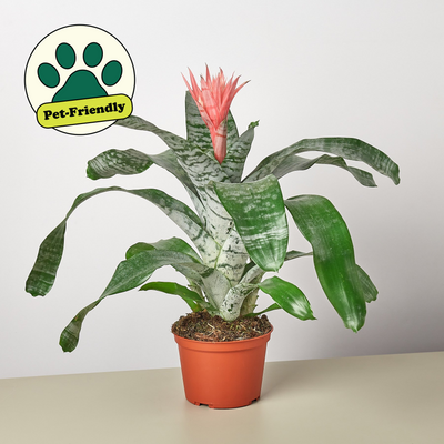 Bromeliad 'Silver Vase' 6" Pot Indoor Plants House Plant Shop