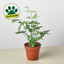Fern 'Silver Lace' Indoor Plants House Plant Shop