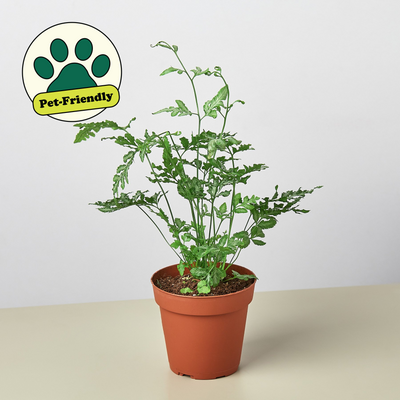 Fern 'Silver Lace' Indoor Plants House Plant Shop