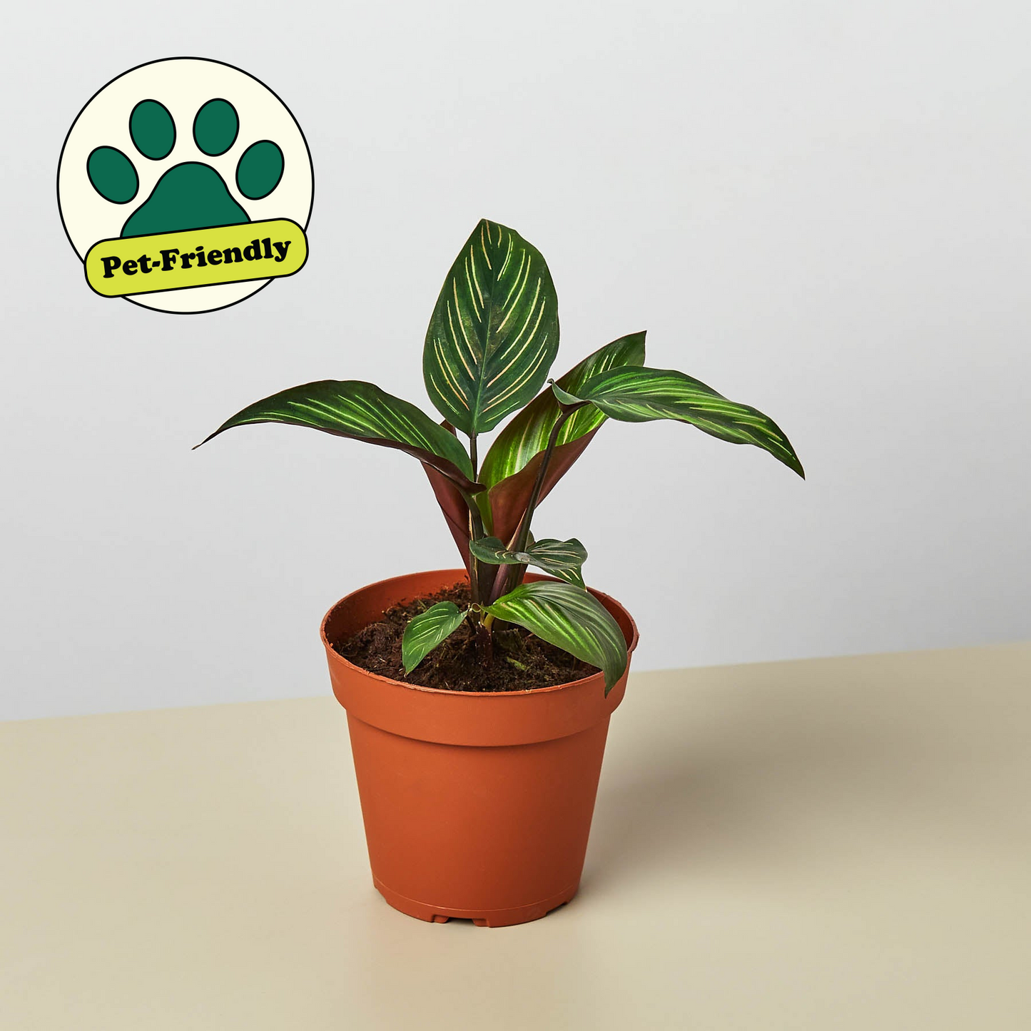 Calathea 'Beauty Star' 4" Pot Nursery Pot Indoor Plants House Plant Shop