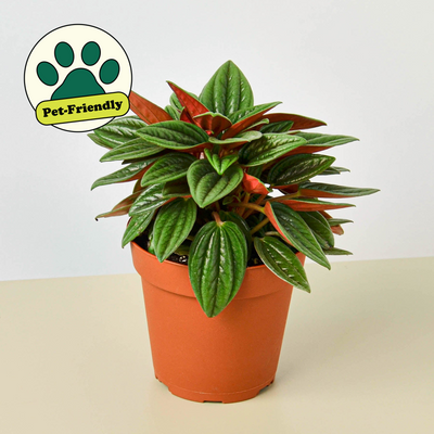 Peperomia 'Rosso' 4" Pot Nursery Indoor Plants House Plant Shop