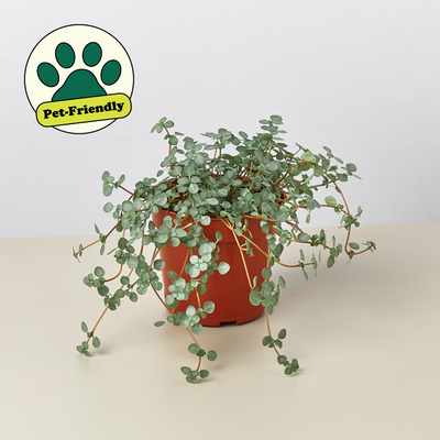 Nettle 'Silver Sparkle' 4" Pot Indoor Plants House Plant Shop