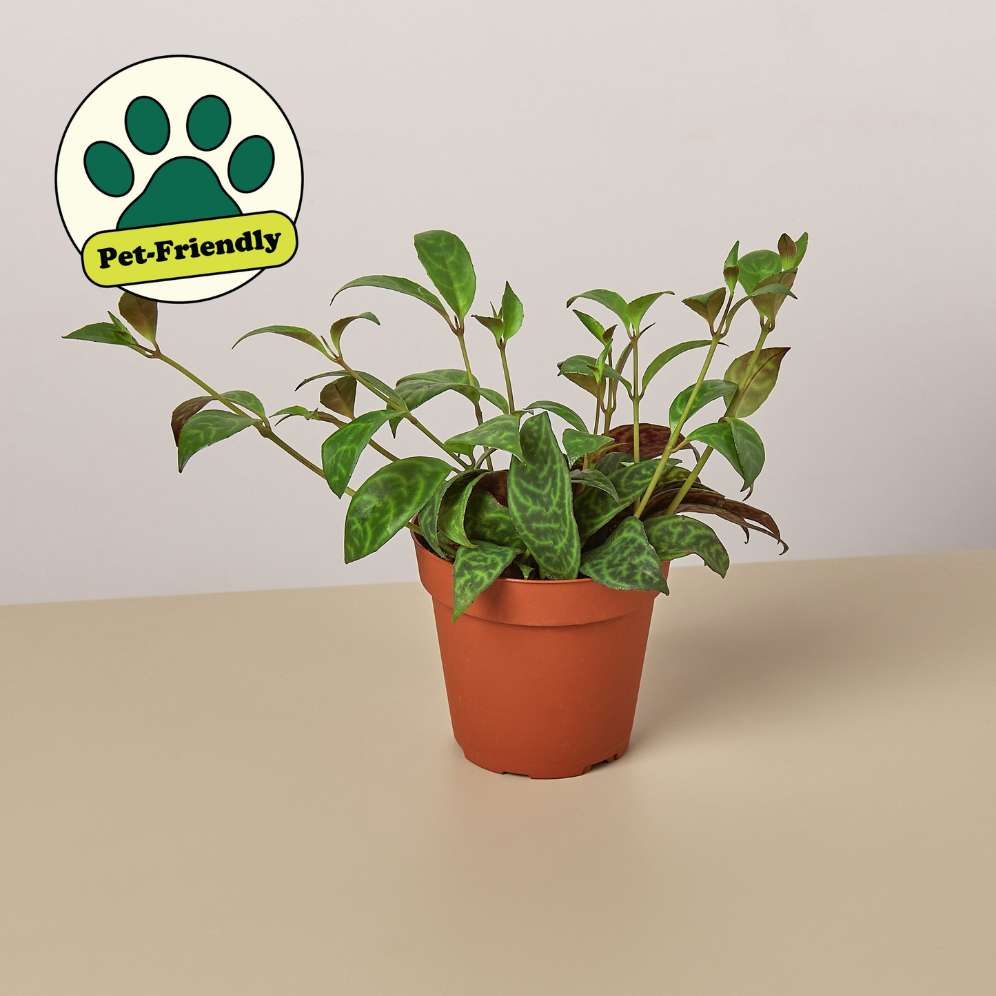 Lipstick 'Black Pagoda' 4" Pot Indoor Plants House Plant Shop