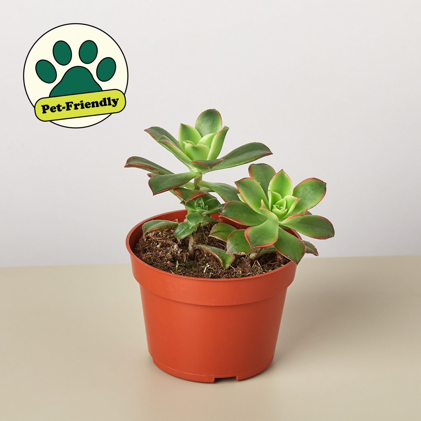 Succulent 'Kiwi' 4" Pot Nursery Pot Succulent House Plant Shop