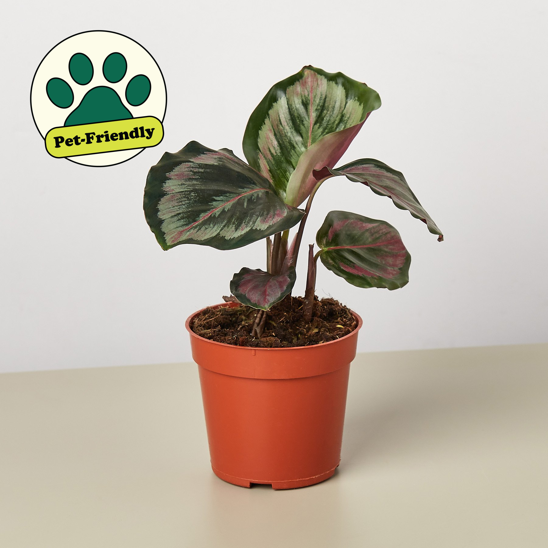 Calathea Roseopicta 'Medallion' II 4" Pot Indoor Plants House Plant Shop