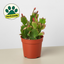 Zygocactus 'Christmas Cactus' 4" Pot Red House Plant Shop