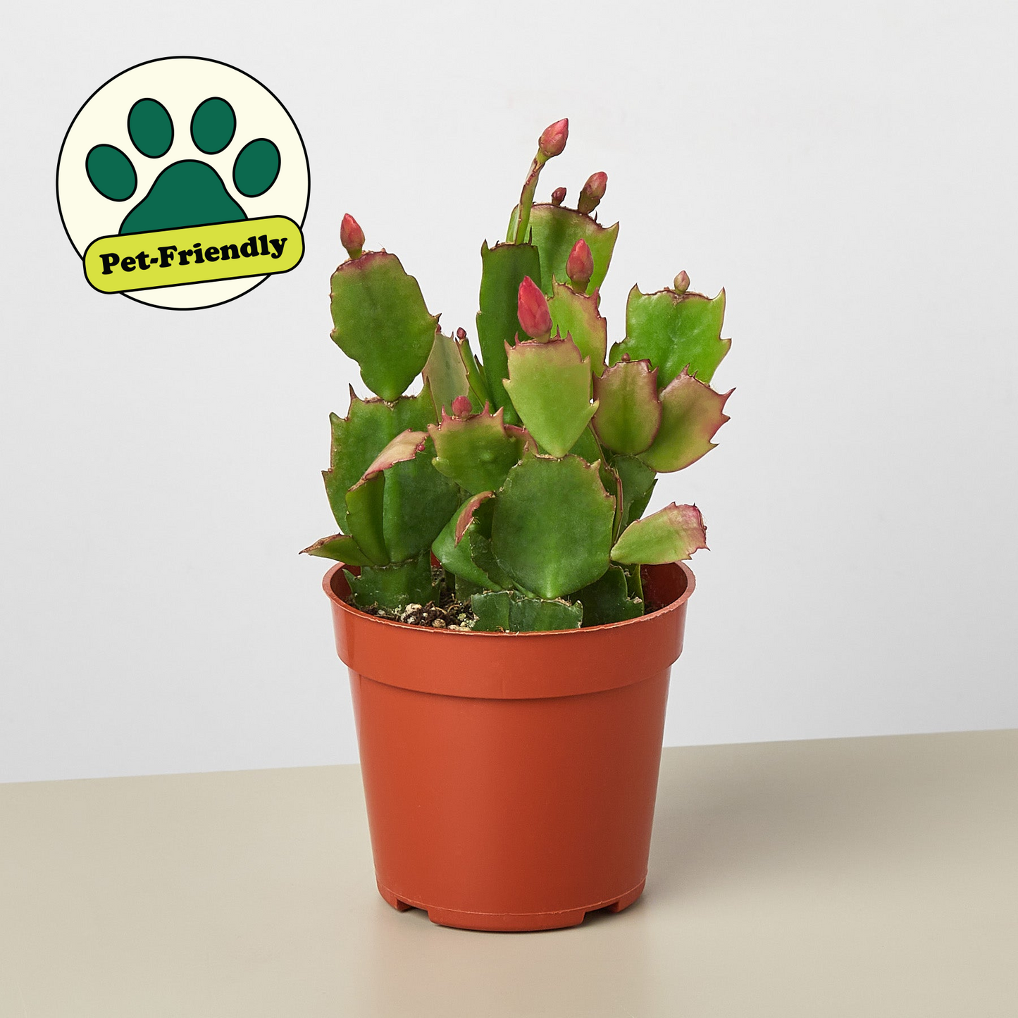 Zygocactus 'Christmas Cactus' 4" Pot Red House Plant Shop