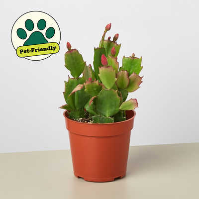 Zygocactus 'Christmas Cactus' 4" Pot Red House Plant Shop