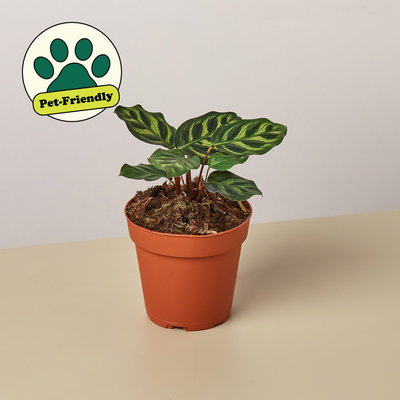 Calathea 'Makoyana' 4" Pot Nursery Pot Indoor Plants House Plant Shop