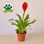 Bromeliad 'Christiane' 4" Pot Nursery Pot Indoor Plants House Plant Shop