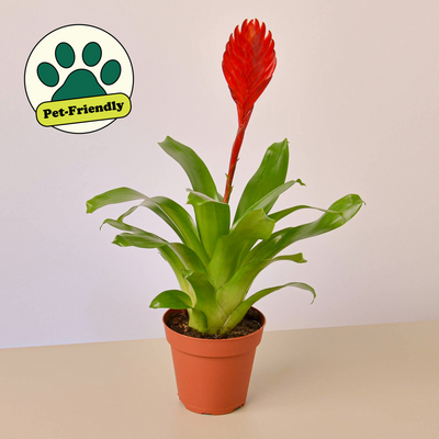 Bromeliad 'Christiane' 4" Pot Nursery Pot Indoor Plants House Plant Shop