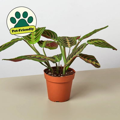 Maranta 'Red Prayer' 4" Pot Nursery Pot Indoor Plants House Plant Shop