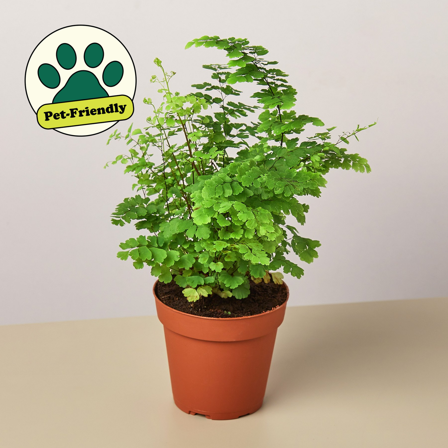 Maidenhair Fern 4" Pot Nursery Pot Indoor Plants House Plant Shop