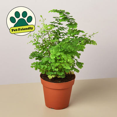 Maidenhair Fern 4" Pot Nursery Pot Indoor Plants House Plant Shop
