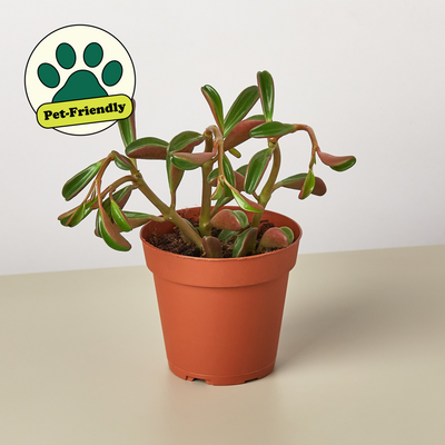 Peperomia 'Ruby Glow' 4" Pot Indoor Plants House Plant Shop