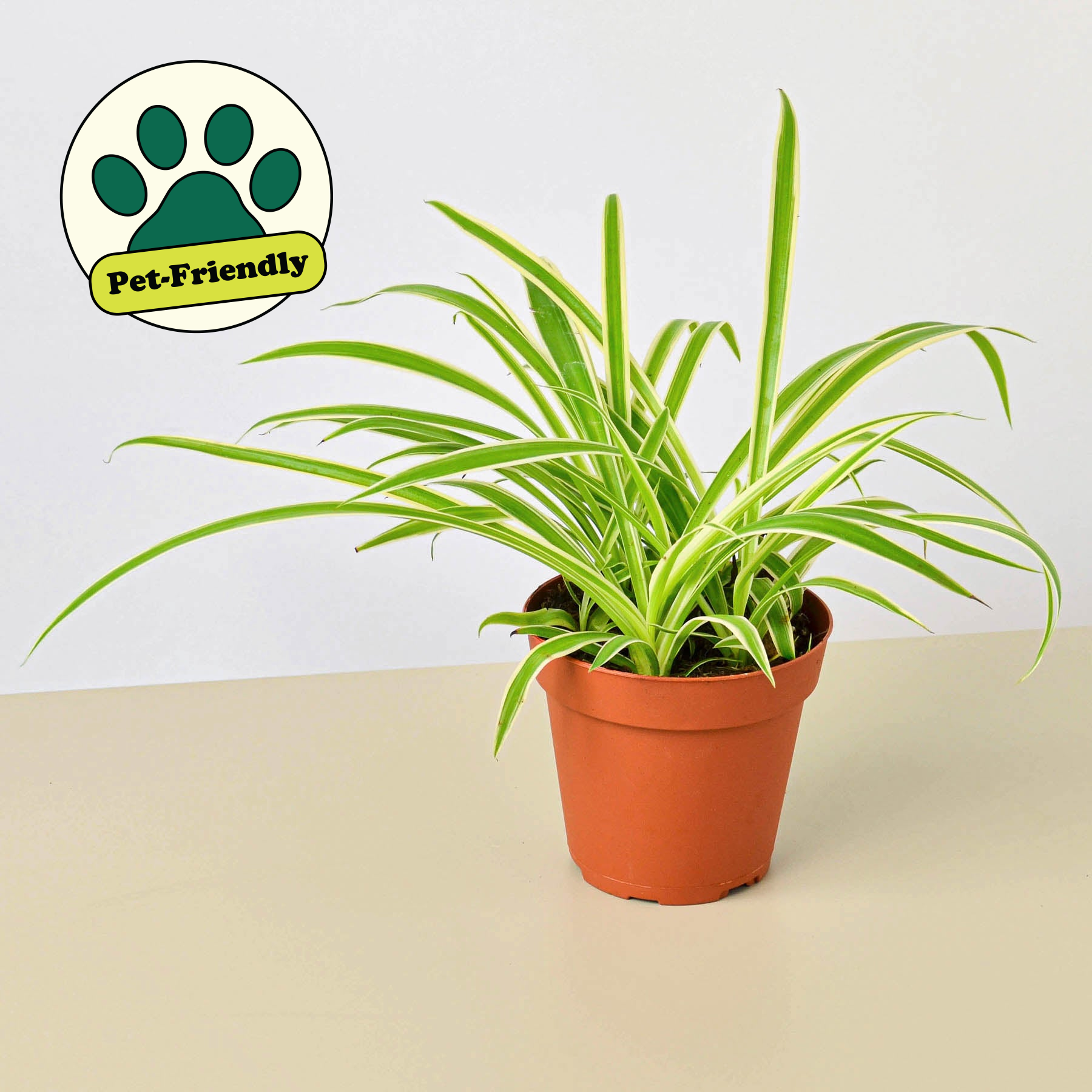 Spider Plant 'Reverse' 4" Pot Nursery Pot Indoor Plants House Plant Shop