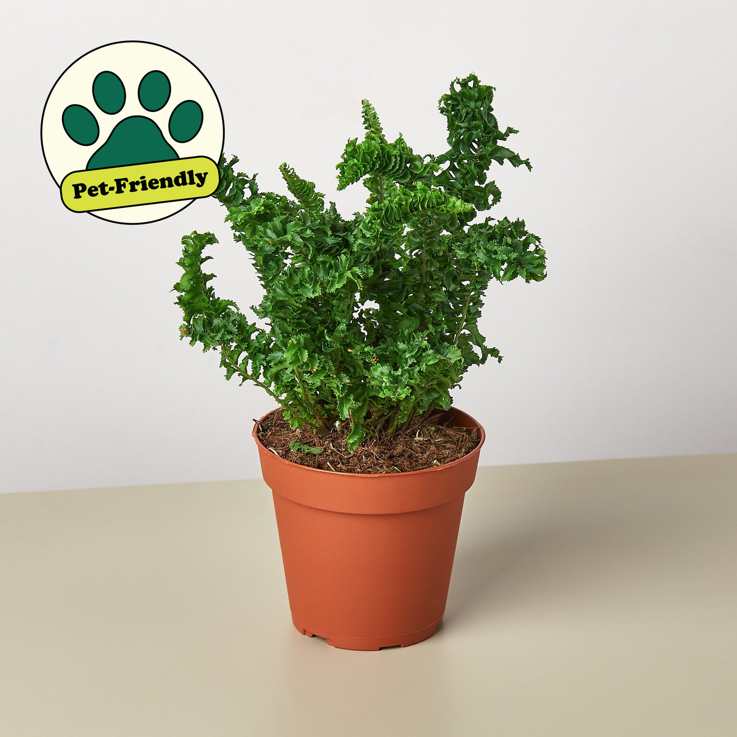 Fern 'Emina' 4" Pot Indoor Plants House Plant Shop
