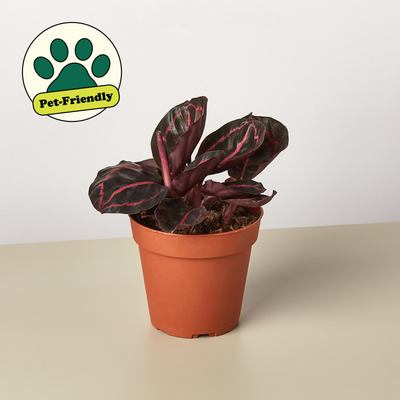 Calathea 'Dottie' 4" Pot Nursery Pot Indoor Plants House Plant Shop